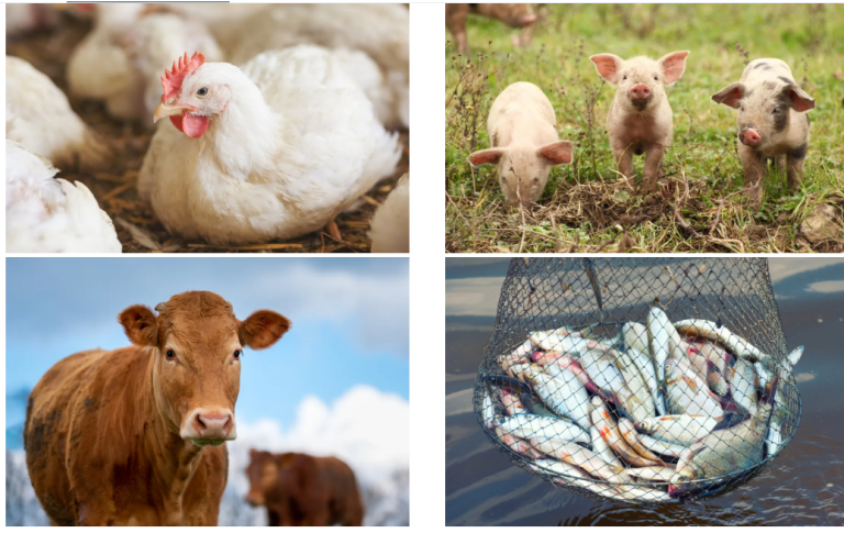 Sunway Biochem Enhances Sub-Saharan Africa Betaine